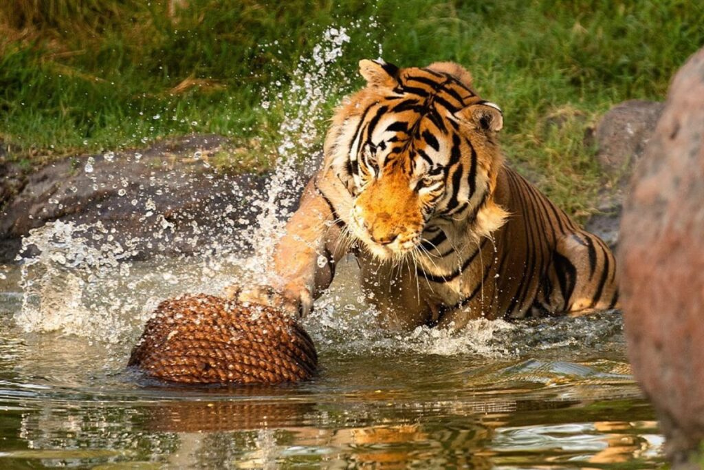 Keep Up With the Majestic & Adorable Animals of Vantara on Instagram Now