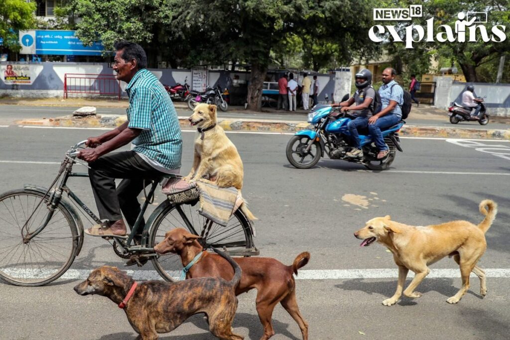 Rajasthan: Six-year-old Boy On Way to School Attacked by Stray Dogs, Dies
