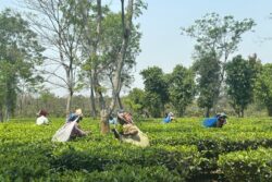 Modi or Didi - Which Way is The Wind Blowing in Tea Gardens of North Bengal?