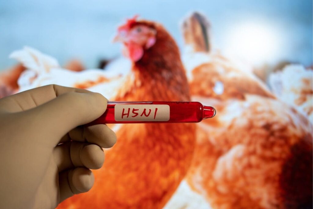 Bird Flu Scare: Govt Checks Virus Strains Circulating in India, Poultry Lobby Finds No Unusual Trend