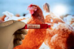 Bird Flu Scare: Govt Checks Virus Strains Circulating in India, Poultry Lobby Finds No Unusual Trend