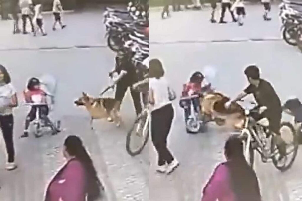 German Shepherd Attacks 6-Year-Old In Ghaziabad's Housing Society | On Cam