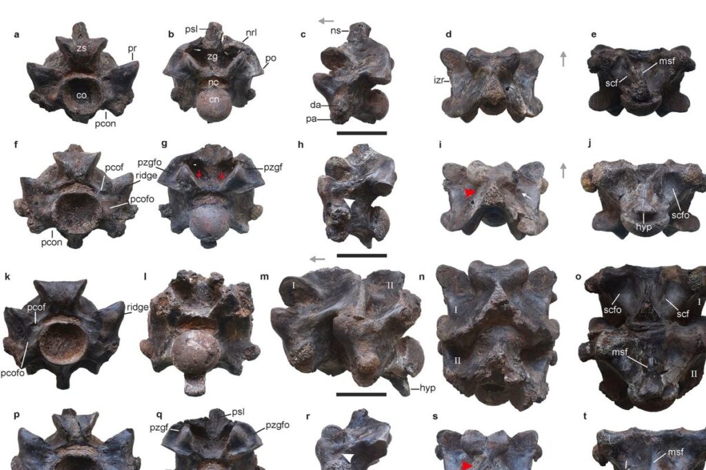 Fossils Of Possibly Largest Snake To Have Ever Lived Found In Gujarat's Kutch: Scientists