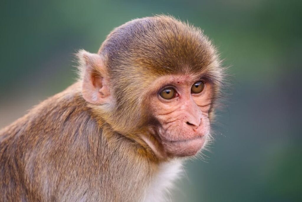 In Dakshin Kannada, Farmer Calls Cops To Drive Away Monkeys From His Farm