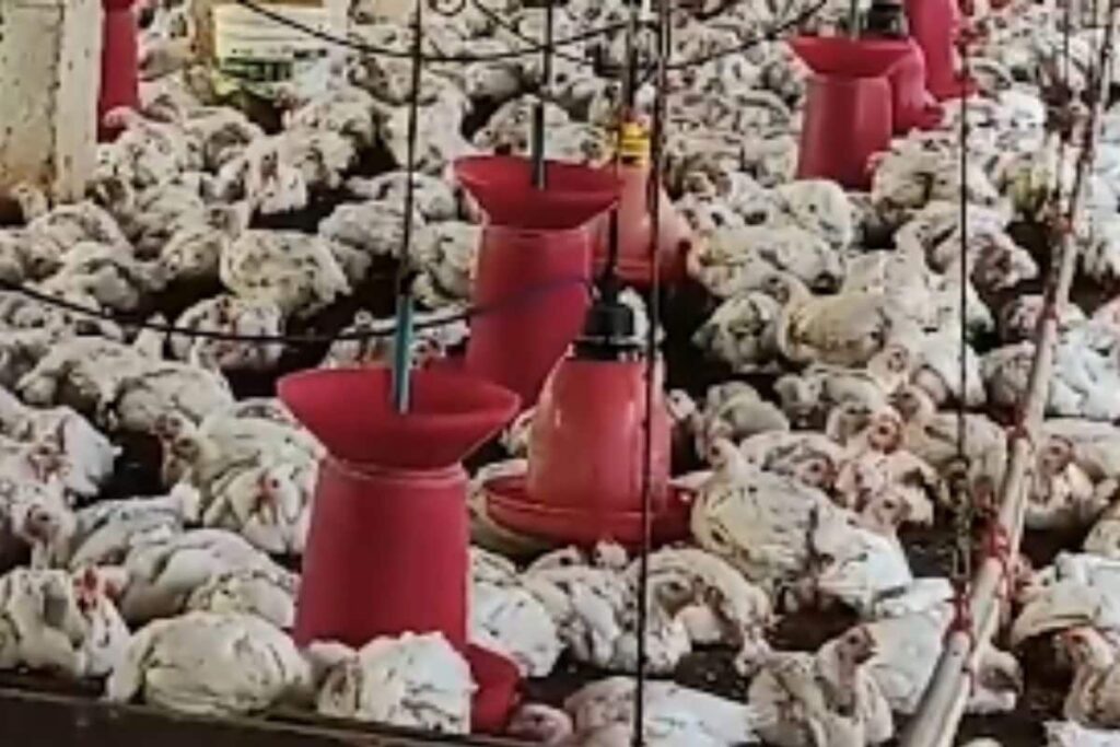 In Mysuru, Farmer Instals Special Irrigation System In Poultry Farm To Fight The Heat