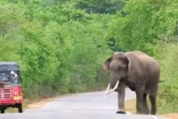 In Karnataka's Chikkamagaluru, Wild Elephant Roams On National Highway For 30 Mins