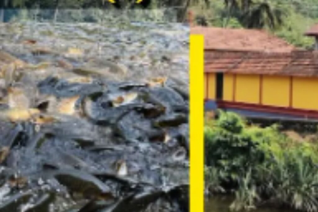 Dakshina Kannada’s Shishileshwara Temple Bans Feeding Fish On Premises