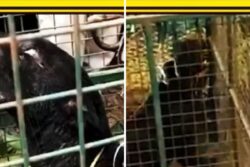 In Mangaluru, Dramatic Rescue Operation Saves Black Panther Trapped In Well