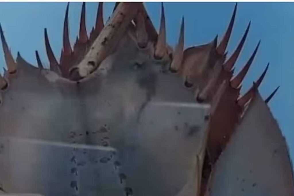 In Odisha's Seawaters, This Crab Species Has Blue Blood