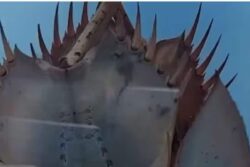 In Odisha's Seawaters, This Crab Species Has Blue Blood