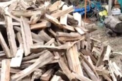 In South Karnataka, Unique Petrol-run Machine Worth Rs 2.5 Lakh Is Used To Cut Logs