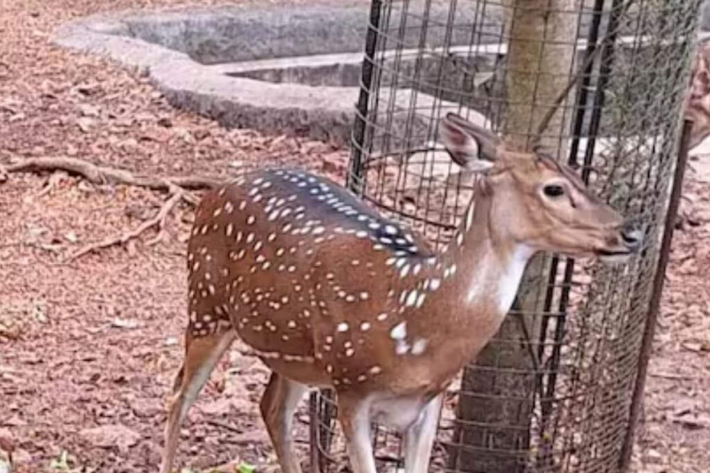 All About Kerala's Famous 165-year-old Thiruvananthapuram Zoo