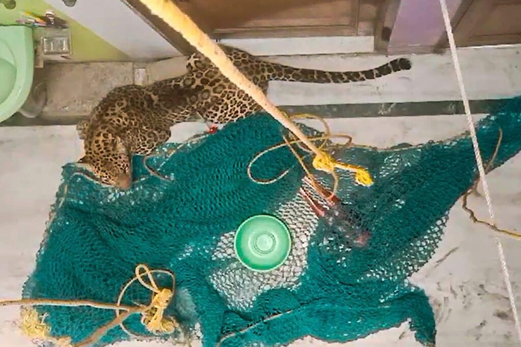 Leopard Barges into Home in Delhi's Wazirabad, 5 Injured | Watch