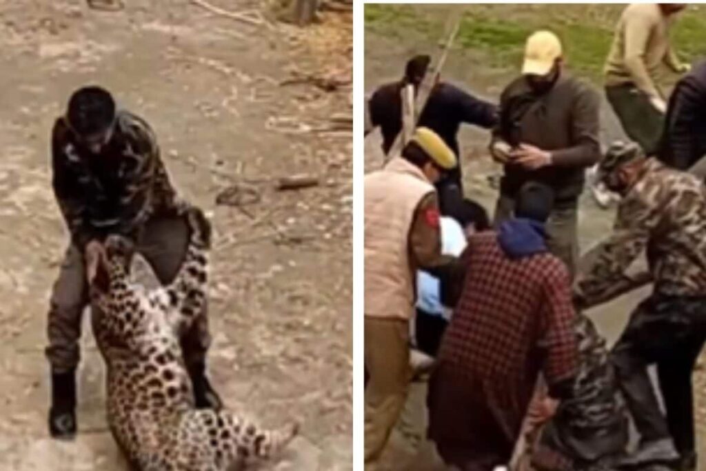 On Cam | Leopard Attacks Wildlife Official While They Tried to Capture Him, 3 Injured