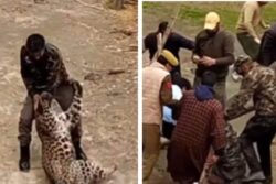 On Cam | Leopard Attacks Wildlife Official While They Tried to Capture Him, 3 Injured