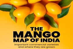 From Alphonso To Gulabkhas, Varieties Of Mangoes Are Grown Across States In India | In Pics