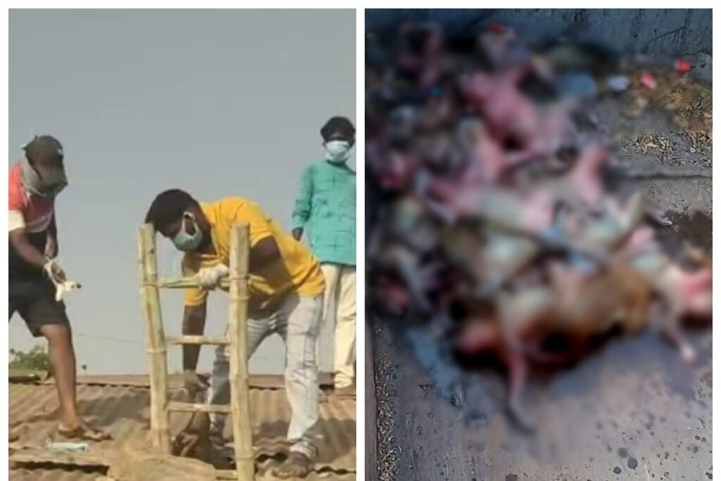 Telangana: Over 20 Monkeys Found Dead Inside Water Tank; BRS Leader Hits Out At Municipal Corporation