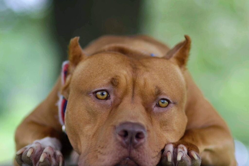 Delhi High Court Overturns Centre's Ban On 'Ferocious' Dog Breeds