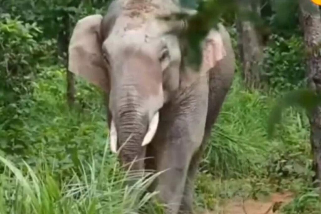 Two Forest Guards Among Three Killed in Elephant Attack in Assam