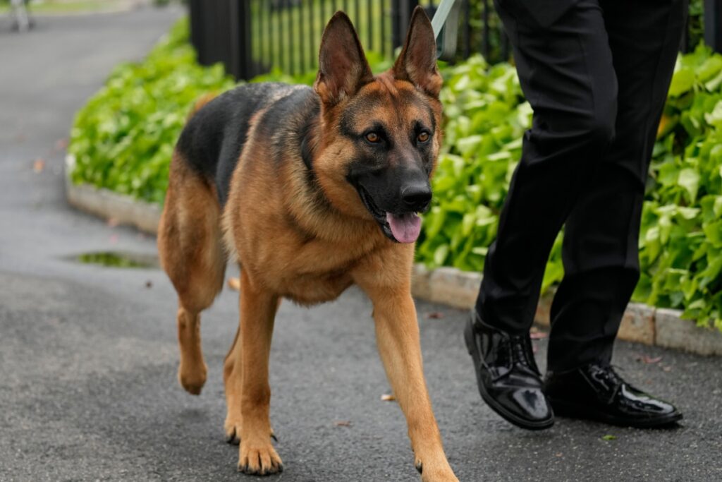 HC Asks Centre to Consider Stakeholders' Objections Before Finalising Fresh Circular on Banning Ferocious Dog Breeds