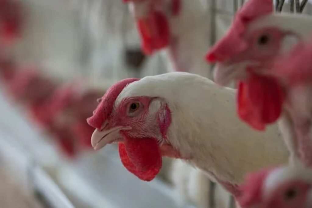 H5N1 Bird Flu Vaccine Already Available, No Need to Panic: Former AIIMS Head Dr Randeep Guleria