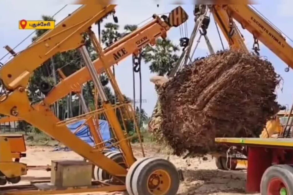 In Puducherry, Social Activists Save 100-year-old Tree