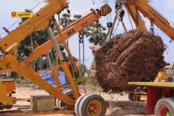 In Puducherry, Social Activists Save 100-year-old Tree