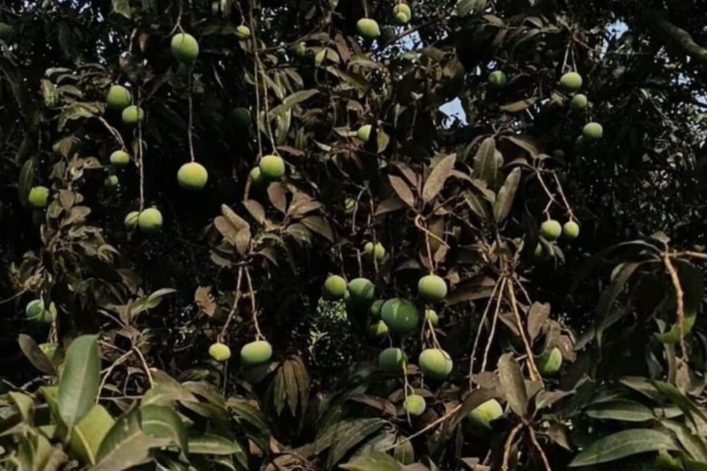 In Andhra Pradesh's Kakinada, Only One Tree Is Bearing Mangoes Amid Soaring Temperatures