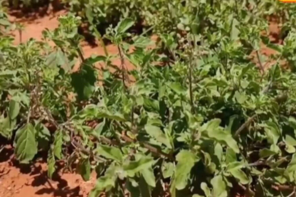 Why Tulsi Plants Are Expensive In Tamil Nadu's Thanjavur During Chaitra Month