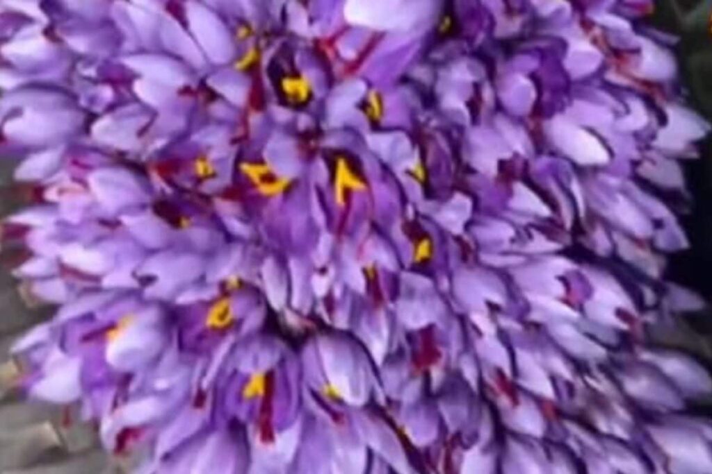 Saffron Thrives In Rajasthan's Heat, Thanks To Innovative Farming Methods