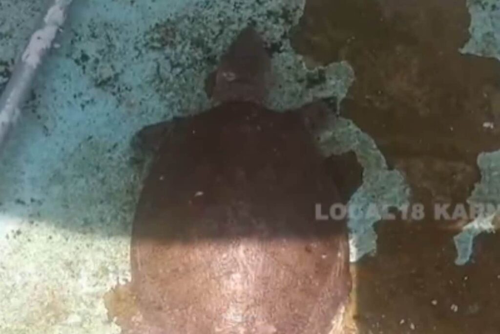 Karnataka Man’s Pet White Turtle, Found During Covid-19 Pandemic, Has Locals’ Attention
