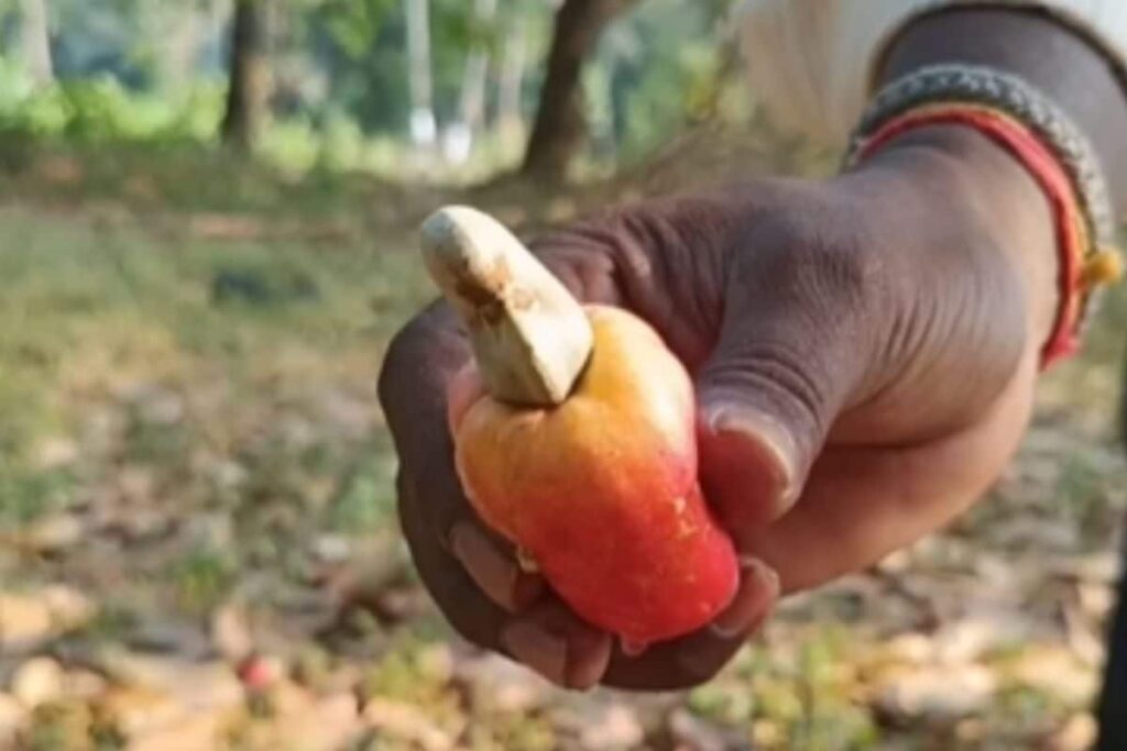 In Andhra's East Godavari, Farmers Resort To Cashew Cultivation Amid Rising Temperatures