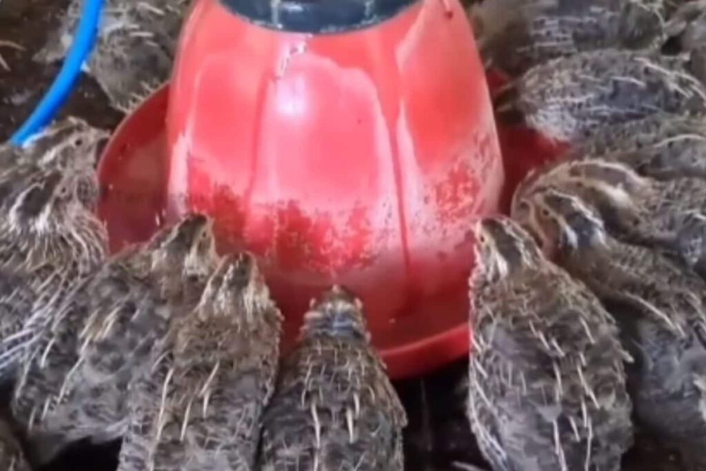 In Tamil Nadu's Ariyalur, Couple Runs Quail Farm And Sells 1,500 Eggs Per Day
