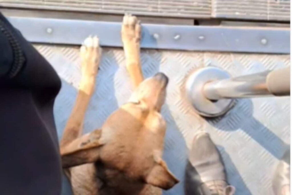 Stray Dog Menace: Not Shying Away from Dealing with Issue but Not Allow Scope to Be Expanded, Says SC