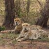 MP: Cheetah Strays Out Of KNP, Reaches Gwalior; Farmers Asked To Remain Alert