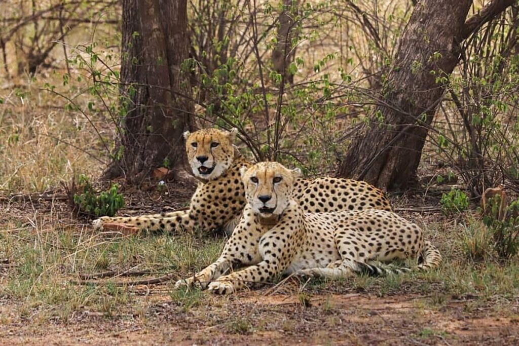 MP: Cheetah Strays Out Of KNP, Reaches Gwalior; Farmers Asked To Remain Alert