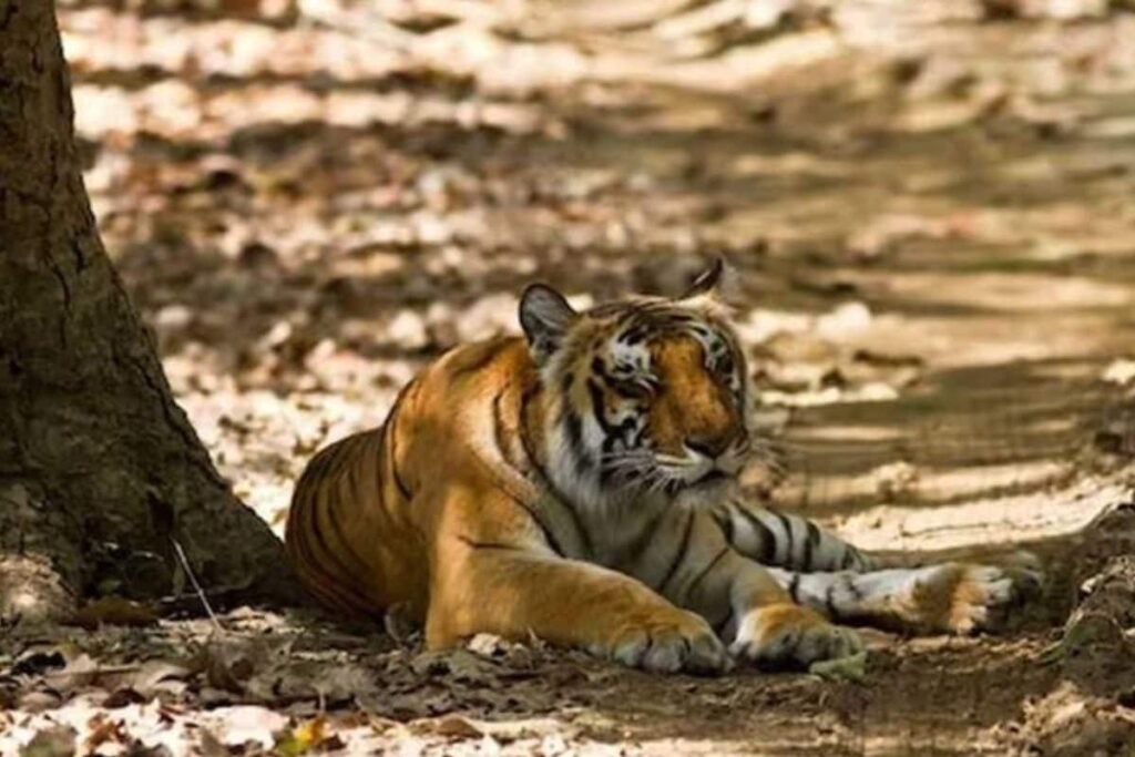 Tiger Kills, Eats Man Near Bhopal; Locals Told to be Alert, Roads with Feline Activity Shut