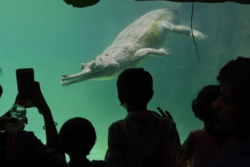 Karnataka: Mother Kills Son After Throwing Him Into Crocodile-Infested Canal After Fight With Husband