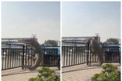 10-Foot Crocodile Crawls Out Of Canal In Uttar Pradesh, Sparks Panic | Watch Video