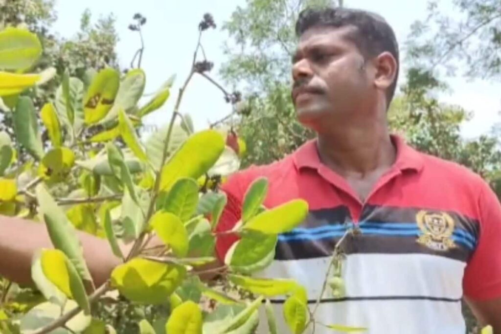 How Organic Cashew Farming Is Flourishing In Tamil Nadu's Villupuram