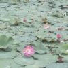 Why Thiruvananthapuram Is Seeing A Surge In Lotus Cultivation
