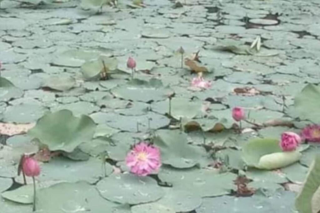 Why Thiruvananthapuram Is Seeing A Surge In Lotus Cultivation