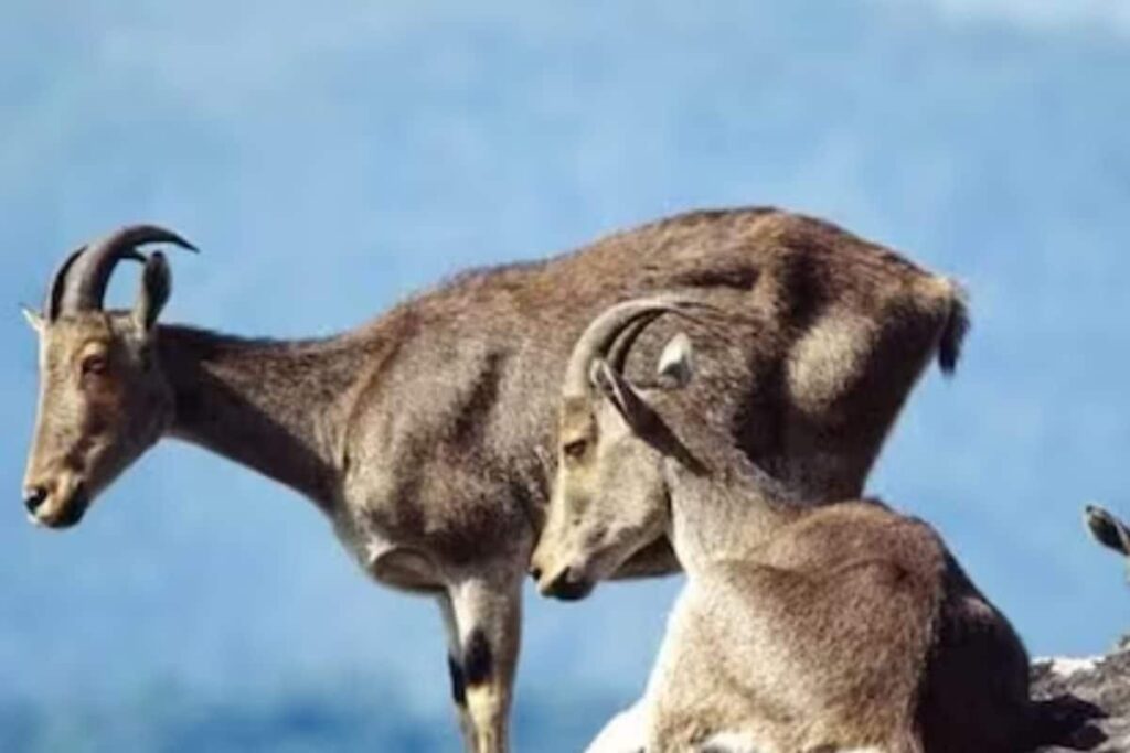 Tami Nadu And Kerala Governments Collaborate For Assessing Nilgiri Tahr And Its Division