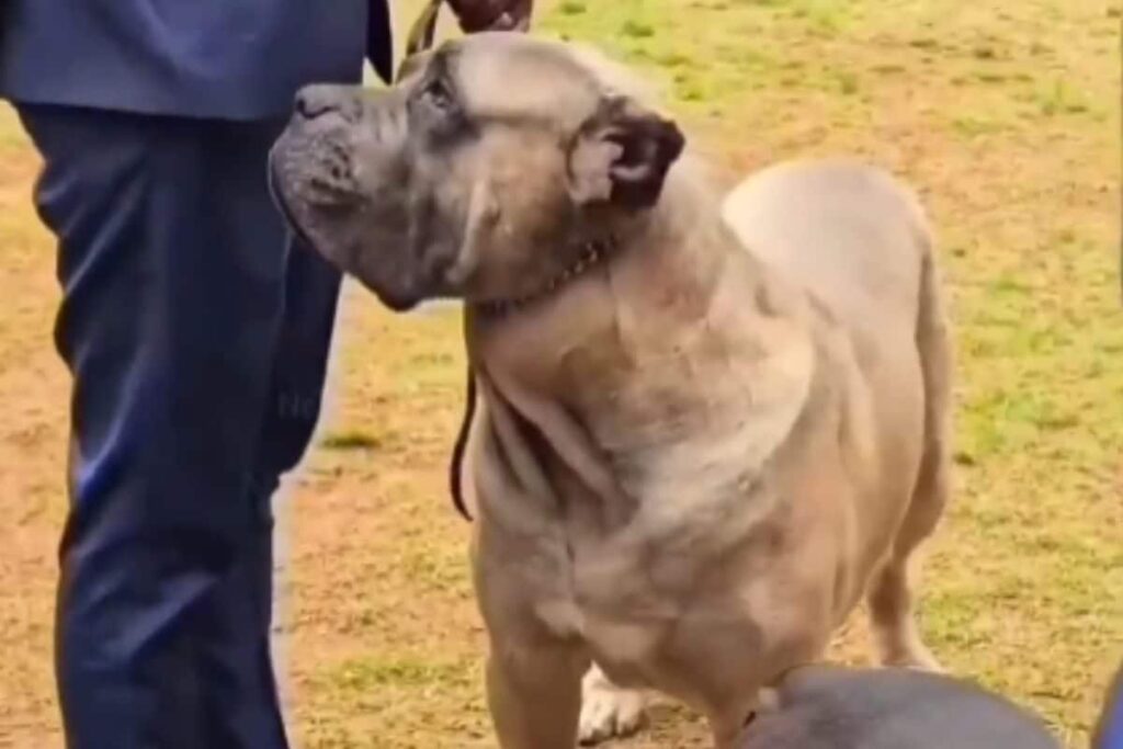 Ooty Hosts The Fun And Informative 135th Annual Dog Show With International Judge Panel