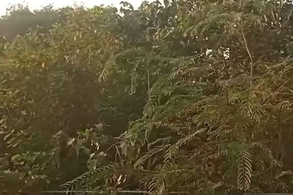 Mangaluru's Miyawaki Forest Project To Grow 2000 Trees Is A Huge Success, Here's How