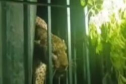 Watch: Forest Department Uses Sniffer Dogs To Catch Deadly Leopard In Tamil Nadu