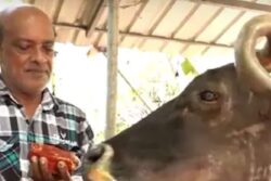 Meet Suprabha, The 37-Year Old Cow That Gorges On Sweets And Halwa Instead Of Grass