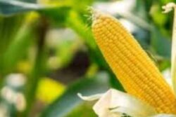 Why Farmers In Bengal's Dakshin Dinajpur Are Shifting From Jute To Maize Cultivation