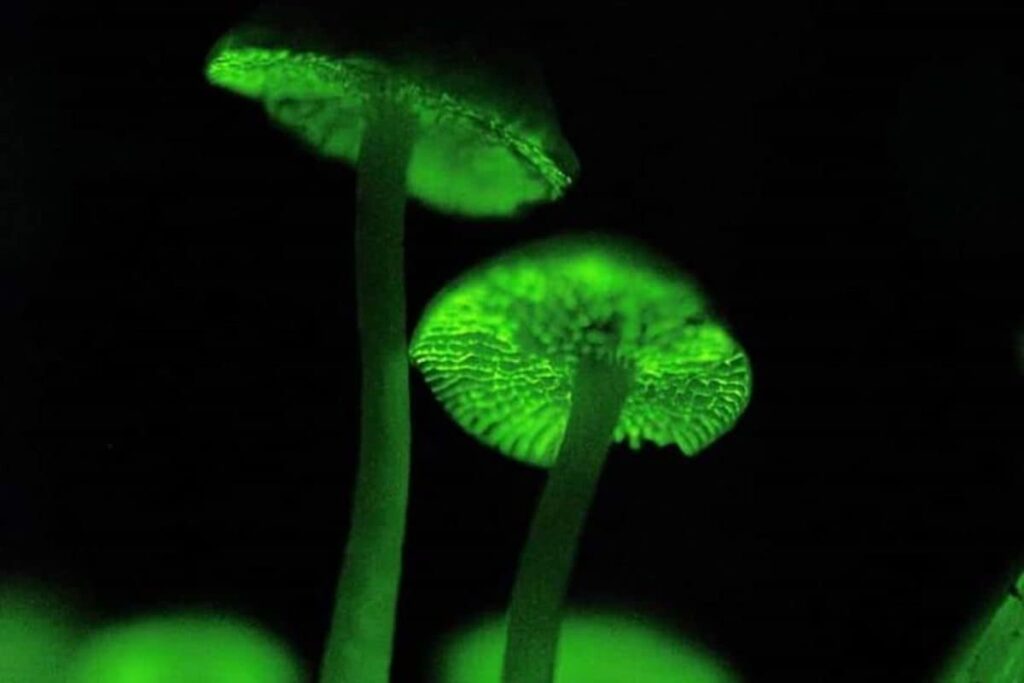 In Uttara Kannada, This Mushroom Variety Glows At Night