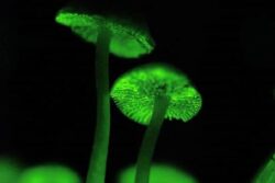 In Uttara Kannada, This Mushroom Variety Glows At Night